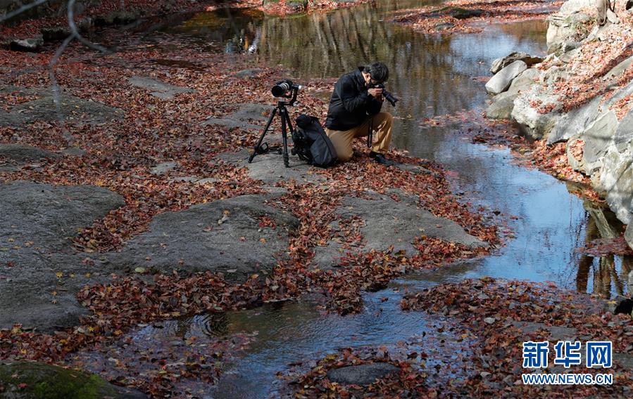 (国际)(4)周末赏“枫景”