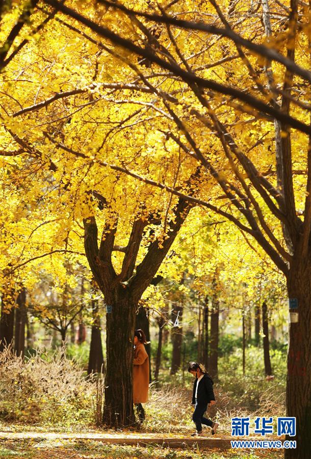 #(新华视界)(2)初冬银杏美