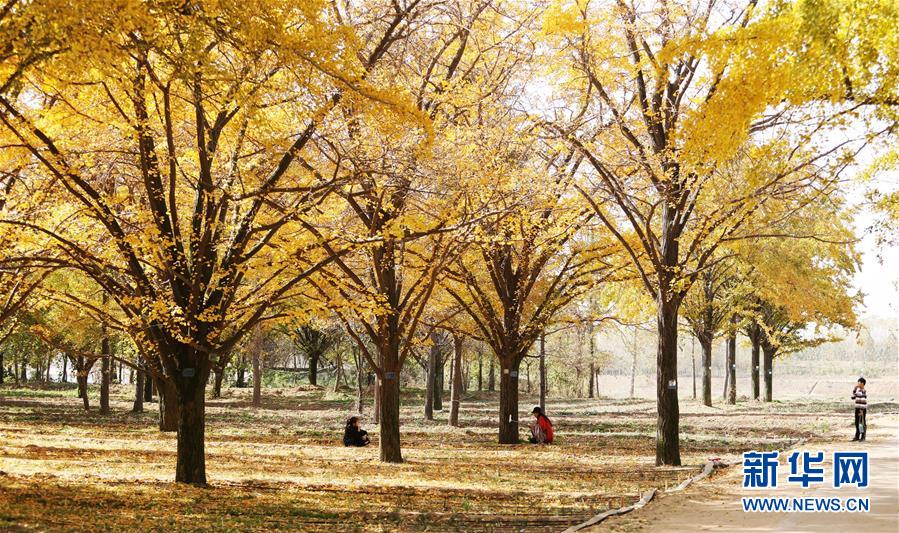 #(新华视界)(3)初冬银杏美
