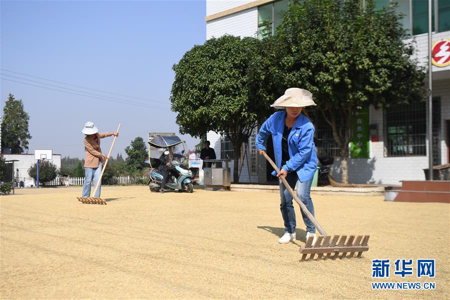 （社会）（2）湖南益阳：水稻成熟收获忙