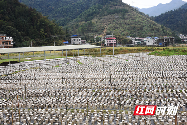 黑木耳种植基地里，菌棒上长满大大小小的木耳。.jpg