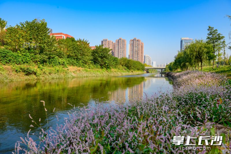 虽已立冬，圭塘河畔依旧绿草如茵，繁花似锦长沙晚报全媒体记者 陈飞 摄