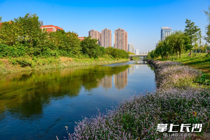 虽已立冬，圭塘河畔依旧绿草如茵，繁花似锦长沙晚报全媒体记者 陈飞 摄