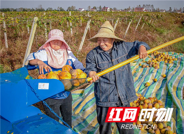 合作社为防范风险，增加贫困户收入，调整产业结构，种植瓜蒌获得丰收，亩产收入是种植水稻的3倍.jpg