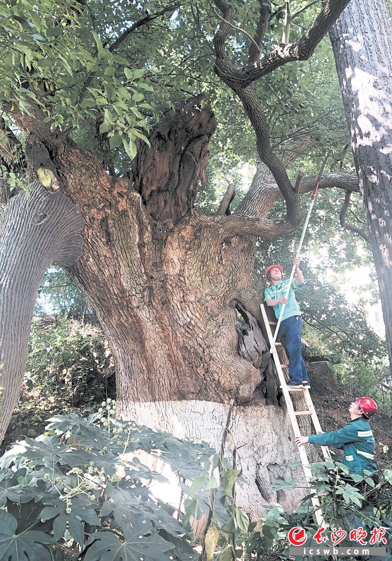 雨花区园林部门的工作人员正为400岁古樟树修枝叶、清藤蔓。 长沙晚报通讯员 饶晗 摄
