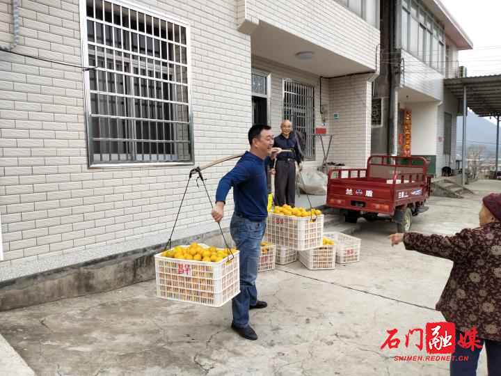 市生态环境局石门分局帮扶责任人帮助贫困户收柑橘.jpg 市生态环境局石门分局帮扶责任人帮助贫困户收柑橘.jpg