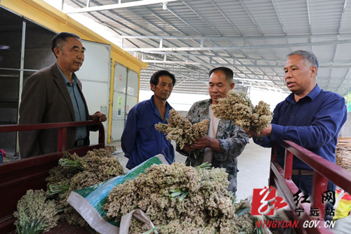 宁远：千亩高粱喜丰收  订单农业促增收2_副本500.jpg
