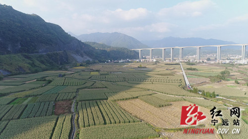 宁远：千亩高粱喜丰收  订单农业促增收_副本500.jpg