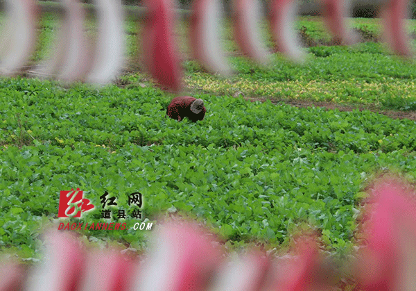 11月22日，小雪时节，道县柑子园镇把截村，农民在采收萝卜、抢抓田间管护，呈现一片繁忙景象。.gif
