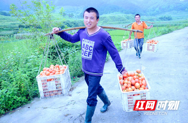 长安营乡长安营村群众收获西红柿行走在硬化的村主干道路上。严钦龙2014年8月17日 摄.jpg