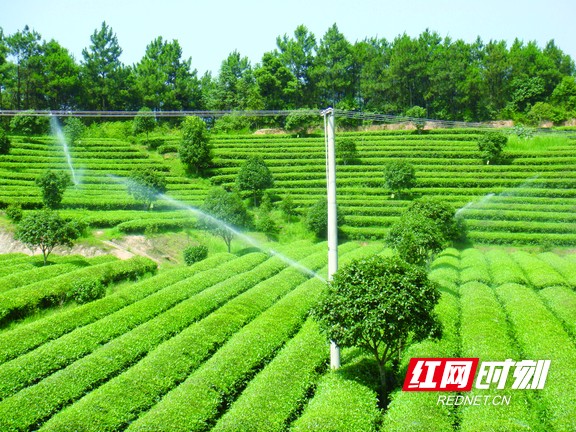 p26湘丰茶叶茶园基地采用节水喷灌技术，比漫灌方式节水40%—60%。.marked.jpg