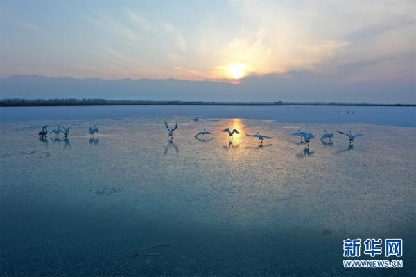 甘肃张掖:大批白天鹅“打卡”黑河湿地 甘肃张掖:大批白天鹅“打卡”黑河湿地
