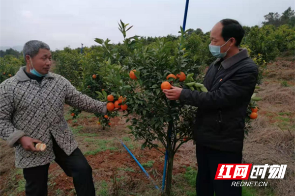 祁阳：身残志坚种沃柑 荒山开辟致富路