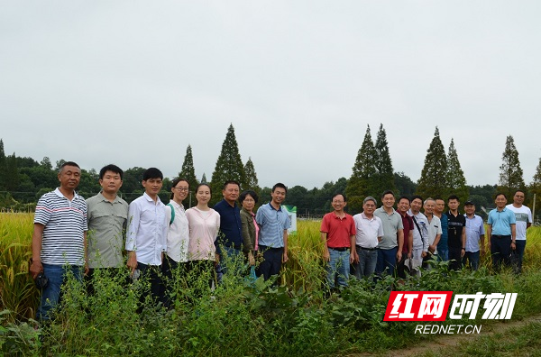 (今年田间观摩活动获全国近百家科研单位和种业企业200多位专家认可，其中20家左右达成进一步合作意向。).jpg