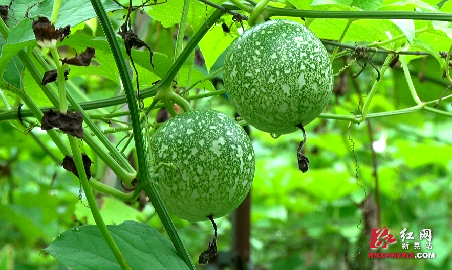 微信图片_20201202091534.png