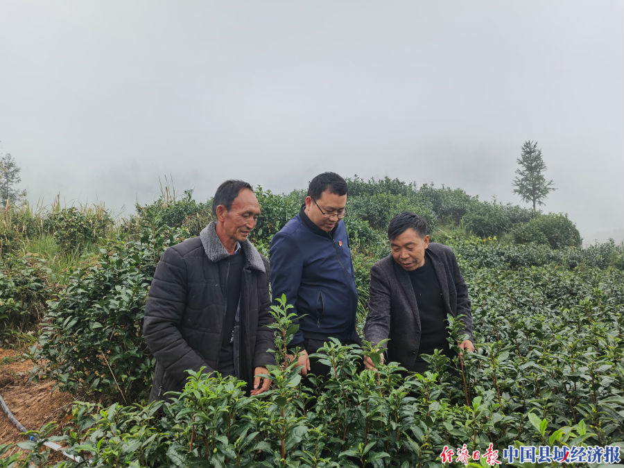 康添慧（中间）与虎久物语茶业负责人（右一）探讨茶业发展陈虹桥摄