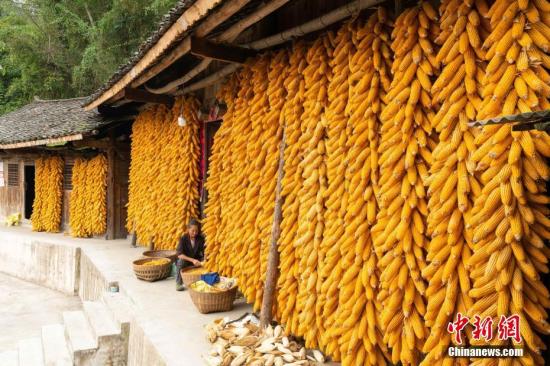 资料图：一名村民在家门口晾晒今年收获的玉米。<a target='_blank' href='http://www.chinanews.com/'>中新社</a>记者 贺俊怡 摄