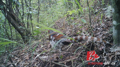 宁远：九嶷山首次拍摄到多种珍稀野生动物2_副本500.jpg