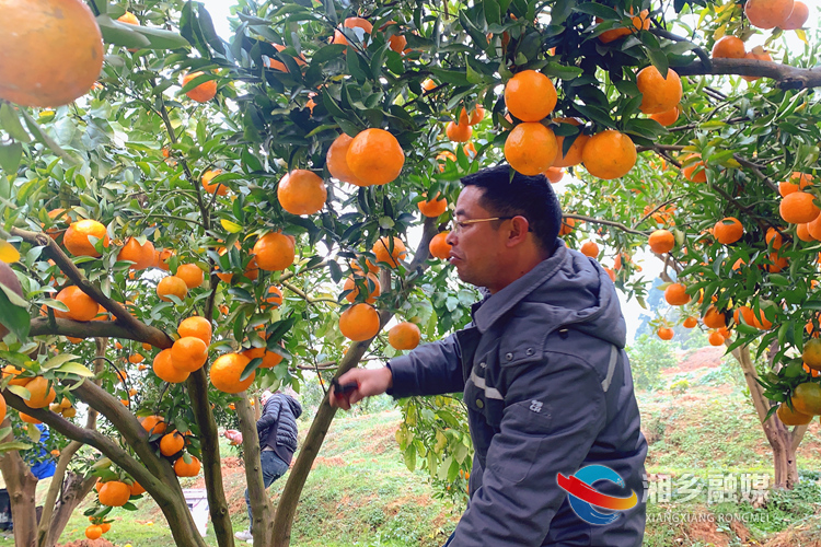 农场工作人员在采摘橘子。.jpg