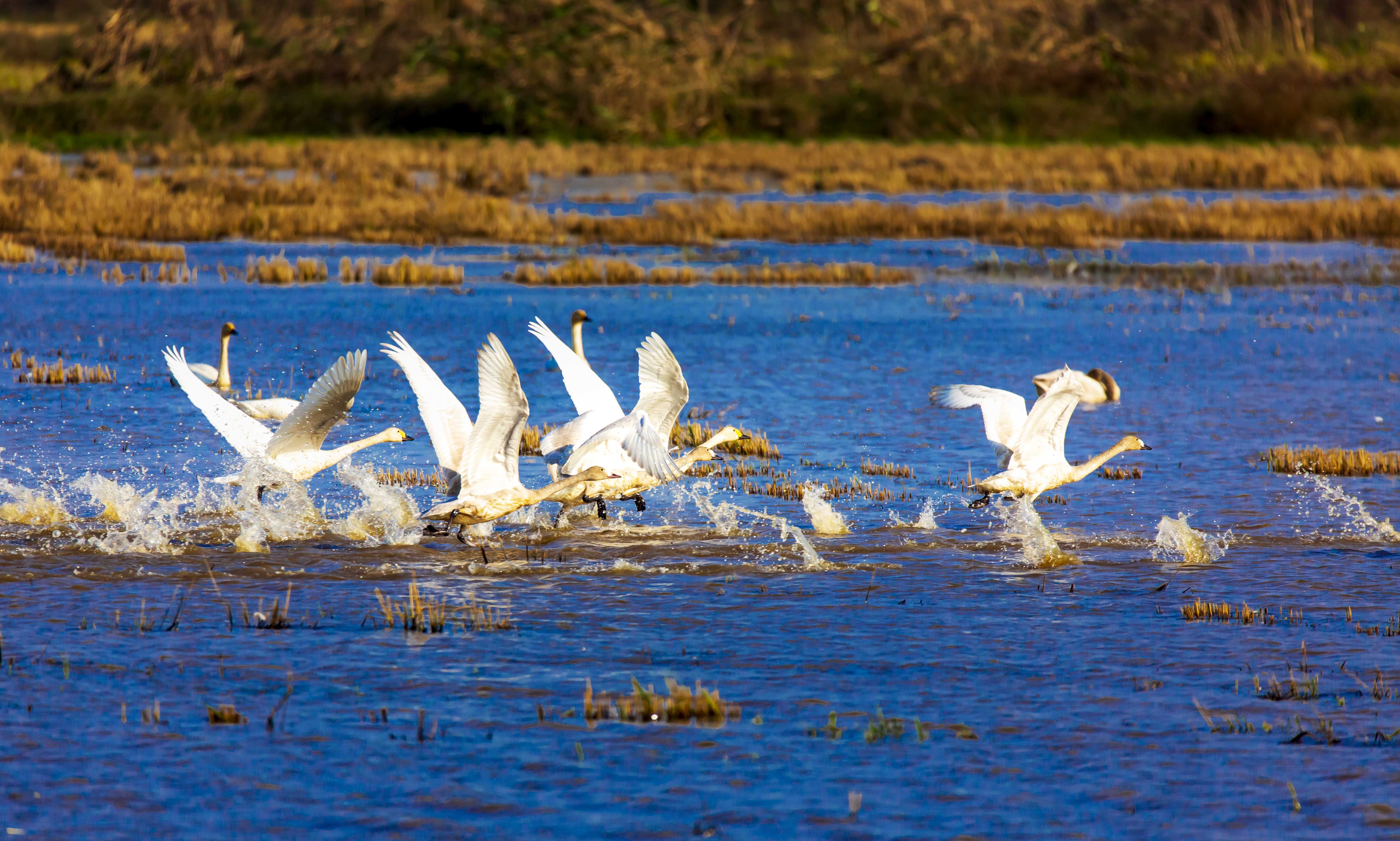 广袤幽静的东洞庭湖湿地,每年吸引数十万只候鸟来此越冬栖息。长沙晚报通讯员 李石里 摄 广袤幽静的东洞庭湖湿地,每年吸引数十万只候鸟来此越冬栖息。长沙晚报通讯员 李石里 摄