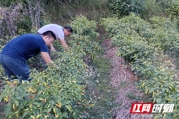 发展小米椒产业，大丰收，工作队帮助缺失劳动力贫困户家庭采摘辣椒副本.jpg