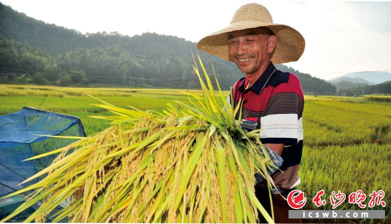 　　稻种种植田喜获丰收，当地农民喜不自禁。　　均为隆平高科技园供图