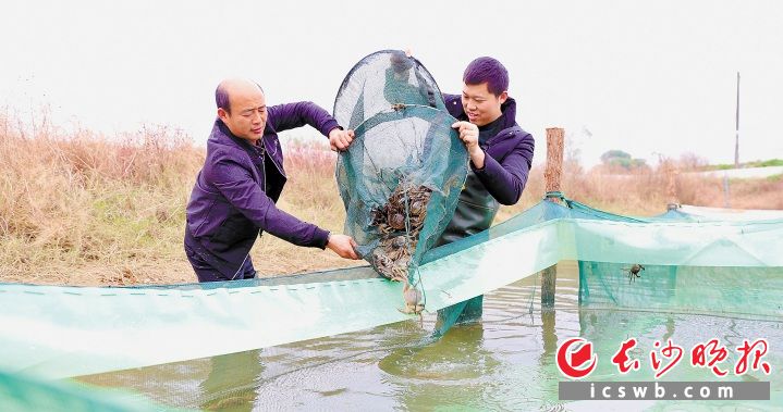 　　微网格长胡江平（右）和养殖户叶光明一起下塘捕捞大闸蟹。长沙晚报全媒体记者 颜开云 摄