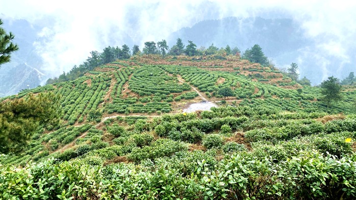 考察茶产业 (8)_副本.jpg