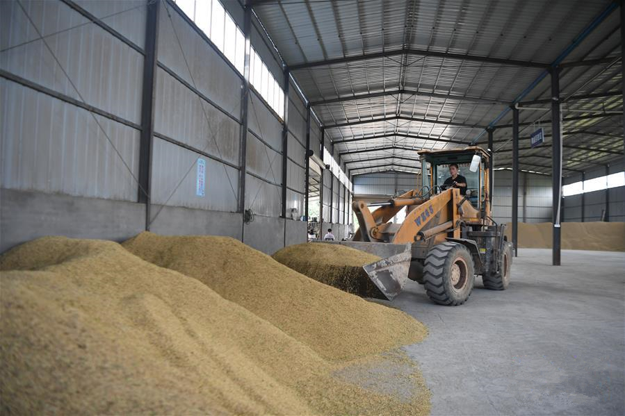 湖南：耕好“节粮减损”的“无形良田”