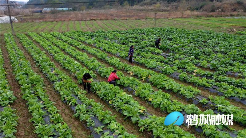 鹤城区：科学应对低温寒潮天气 抓好农业生产（半成品）.mp4_20201215_165704.547.jpg