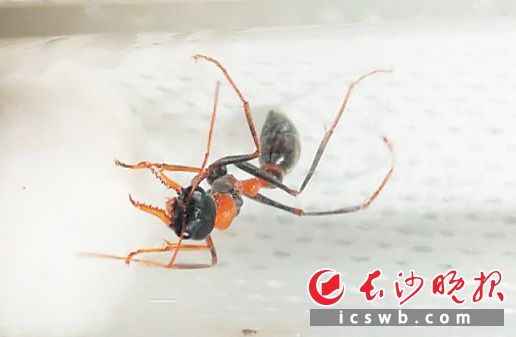 　←截获的蚂蚁最大的体长达2.5厘米。