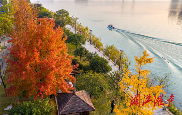唐天波 记者  雷中祥)寒冬时节,永州市冷水滩区滨江公园枫叶依然开得
