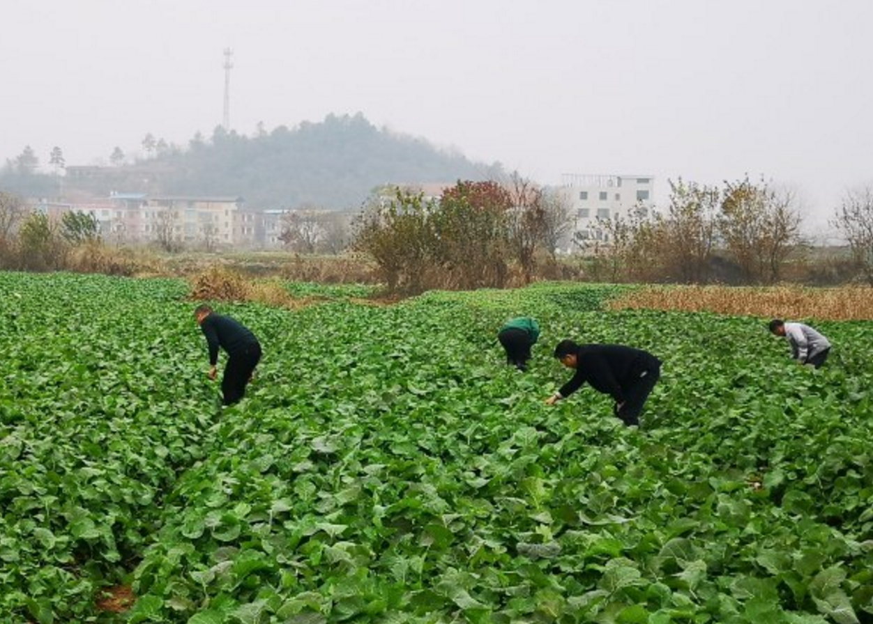 微信图片_20210107115821.png