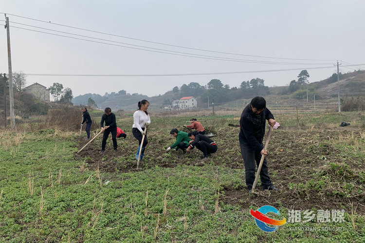 在毛田镇毛田村的薄荷种植地，村民们正在忙碌。.jpg