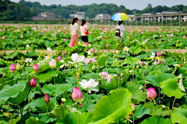 花石镇万亩湘莲基地。.jpg