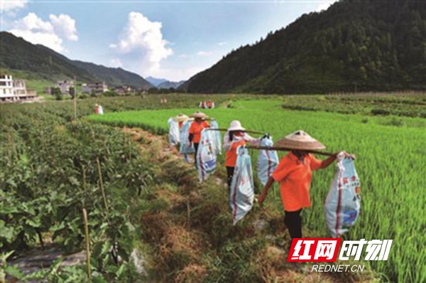 城步聚焦“五个一”奋力推进乡村振兴新征程_邵阳头条网