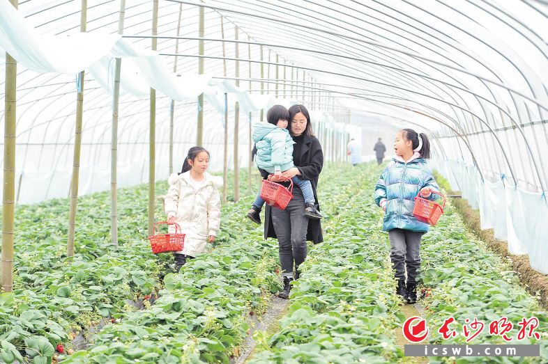 　　龚洋洋带着小朋友们开心采摘草莓。  均为长沙晚报全媒体记者贺文兵摄