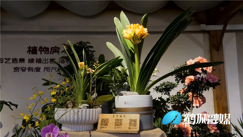 春节临近 花卉市场人气旺.mp4_20210205_150153.328.jpg