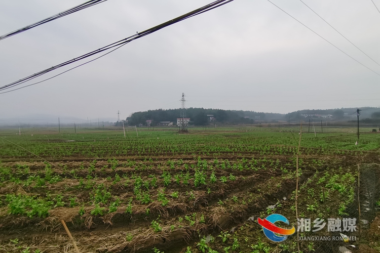 龙洞镇石头村170亩蔬菜基地。.jpg