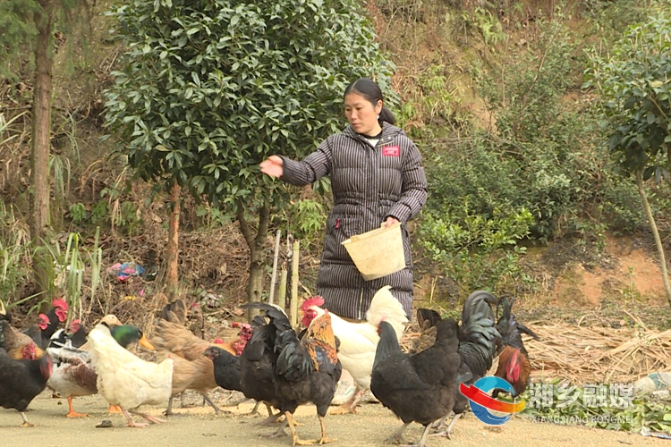 陈琼养鸡养鸭补贴家用。.jpg