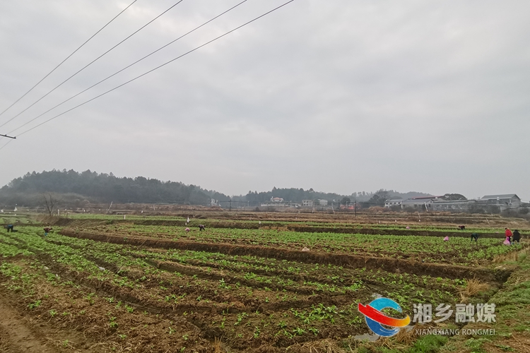 村民们正在采摘白菜苔。.jpg