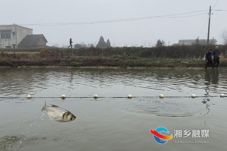 鱼儿激起阵阵水花。.png
