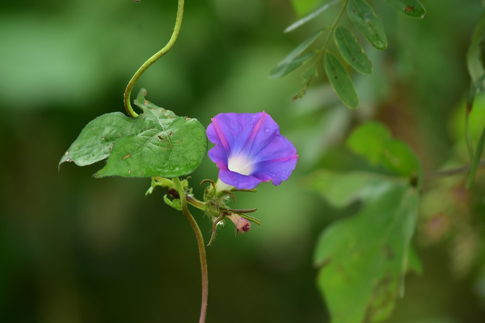 morning-glory-4527100_960_720.jpg