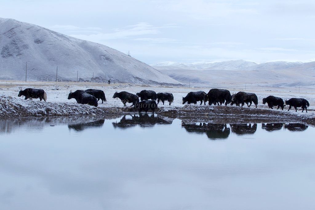 驴眼.jpg 驴眼.jpg