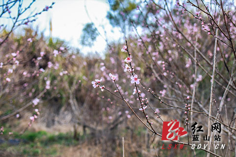 新春走基层 蓝山 正月花开春意浓 湖南频道