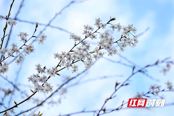 湖南省森林植物园，第一拨儿樱花已经开放。李锐 摄.jpg