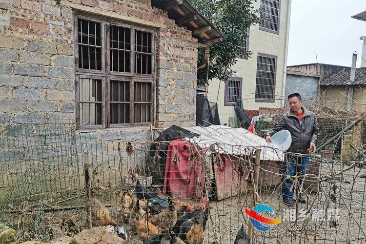 李雪锋发展养鸡产业。.jpg
