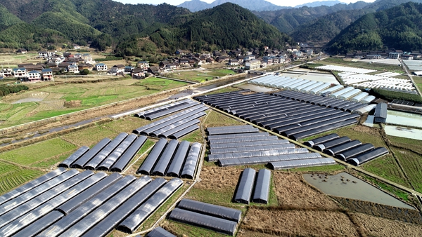 通道双江镇长安堡村羊肚菌种植基地全景_副本.jpg