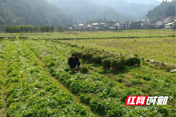 农业干部正在数茶叶苗_meitu_5.jpg 农业干部正在数茶叶苗_meitu_5.jpg