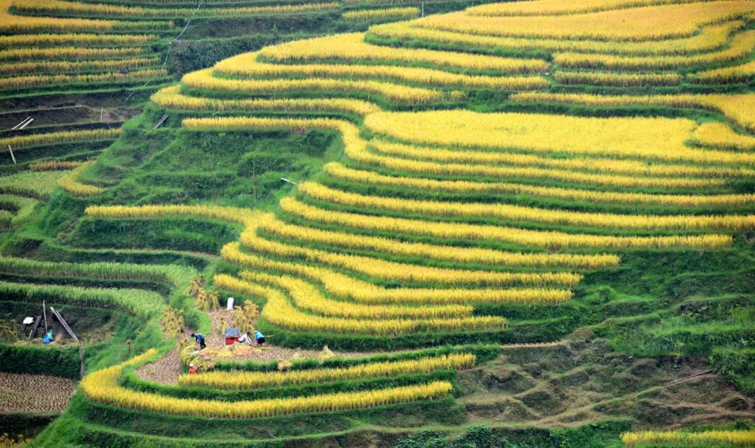 2018年9月12日，贵州省榕江县八开镇党央村农民在梯田里收获水稻。新华社发（石庆伟 摄）